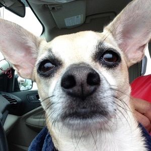 Meet your Posher, Dawn